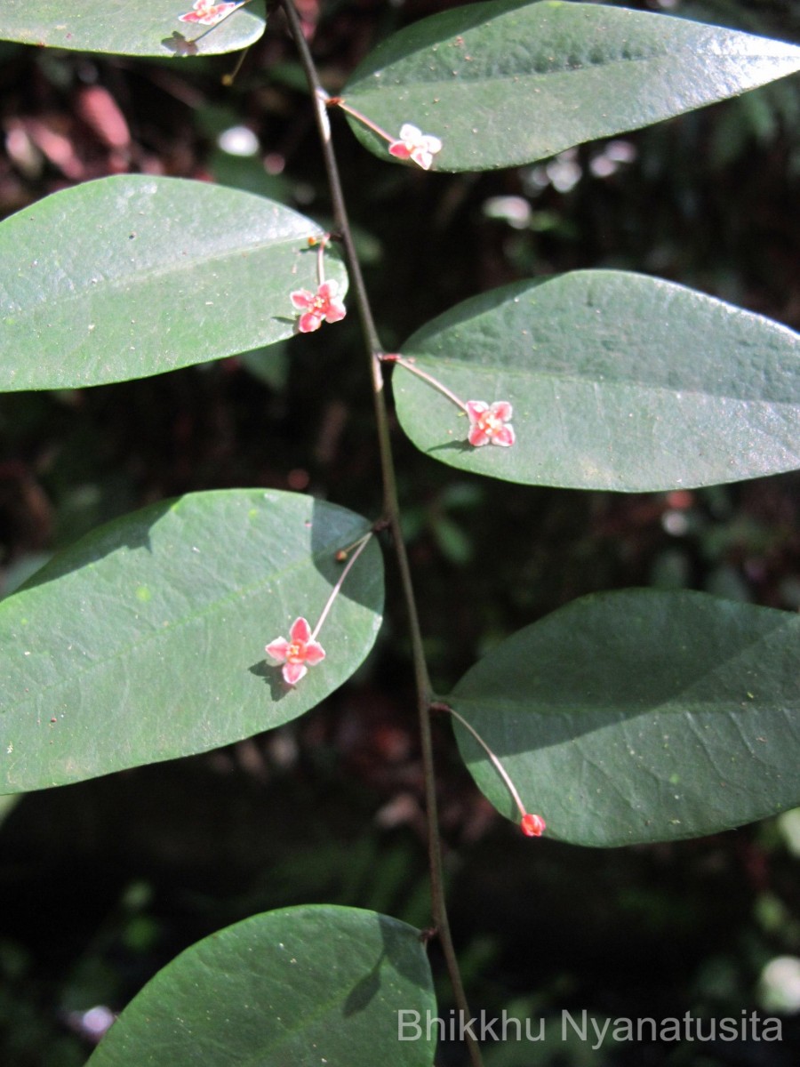 Phyllanthus baillonianus Müll.Arg.